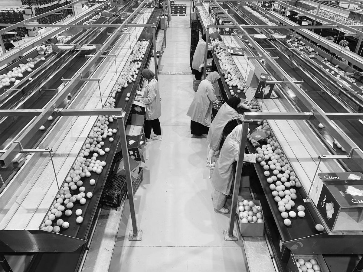 Workers grading citrus on parallel packing lines inside the group's pack house