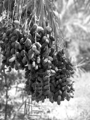 Bunches of dates ripening on the palm before harvest