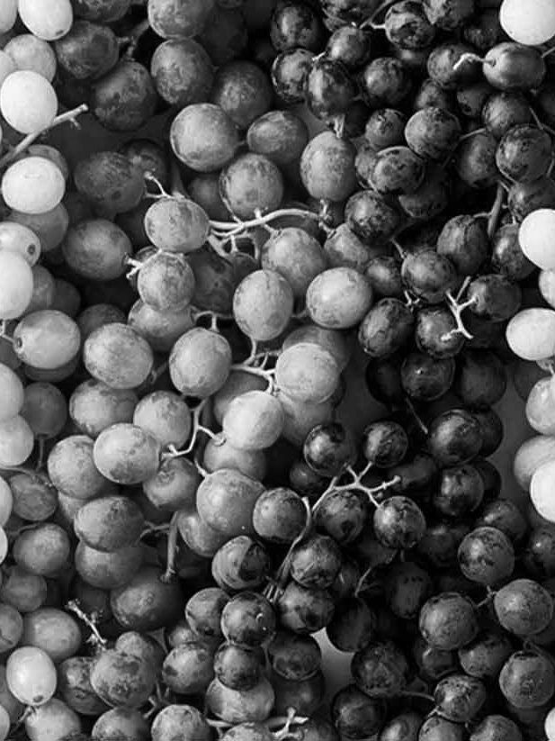 Table grapes in mixed red and white bunches, sorted for packing