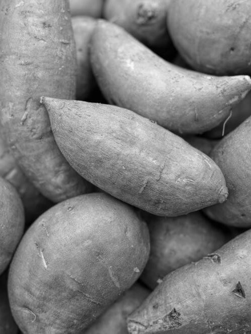 Freshly graded sweet potatoes ready for export packing